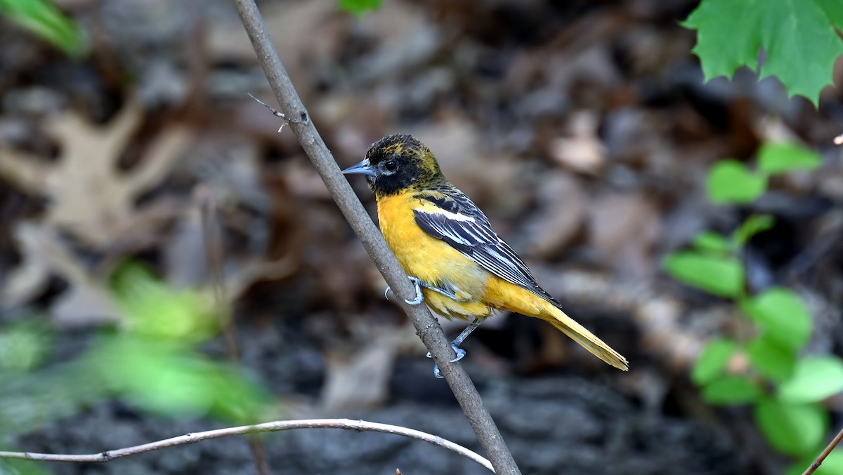 Baltimore Oriole - ML635630193
