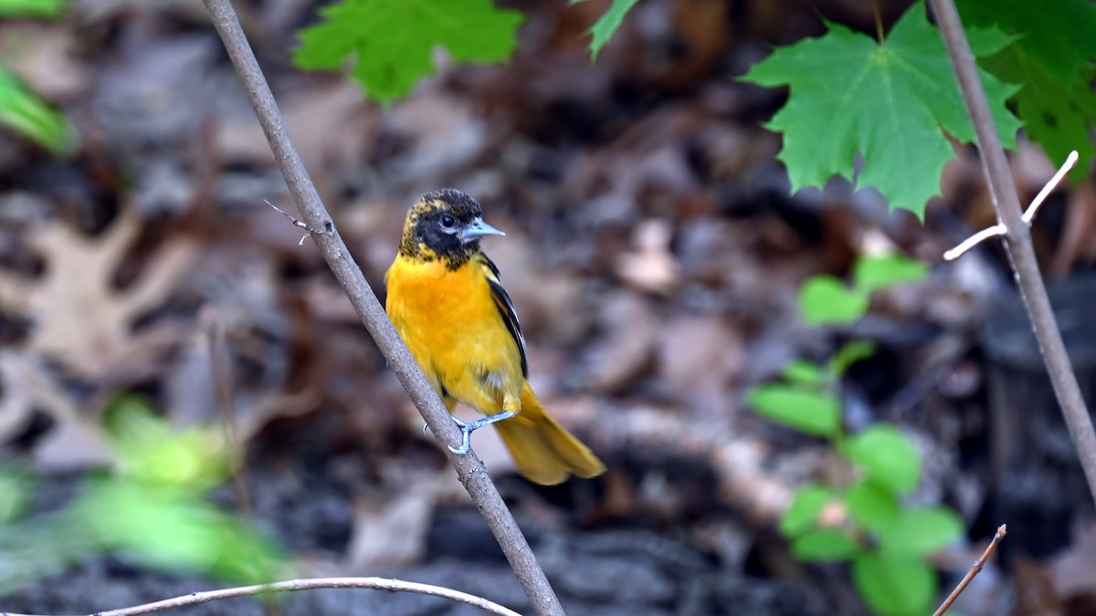 Baltimore Oriole - ML635630195