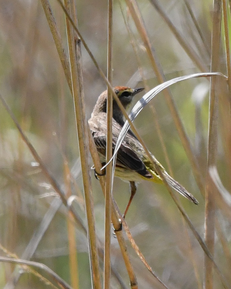 Palm Warbler - ML635630204