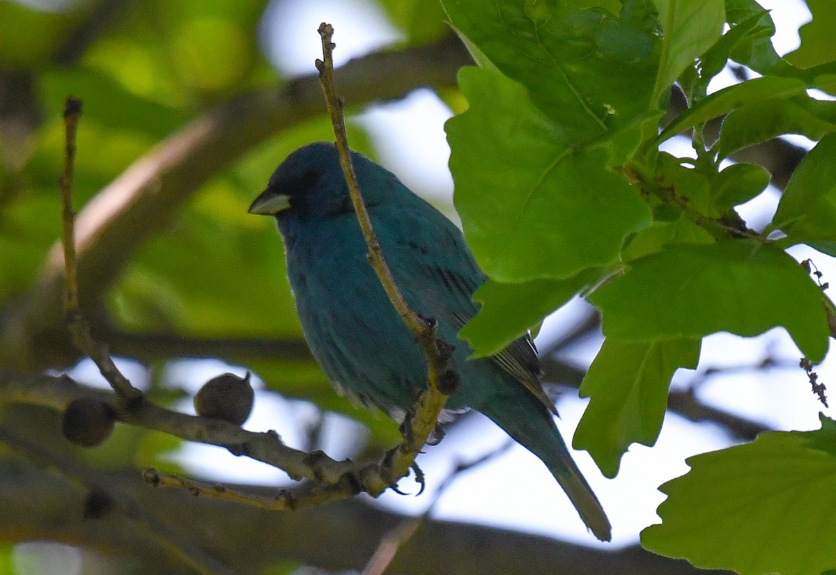 Indigo Bunting - ML635630231