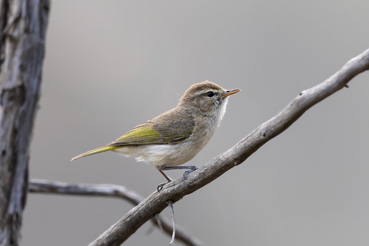 Brown Woodland-Warbler - ML635630309