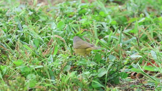 MacGillivray's Warbler - ML635630310