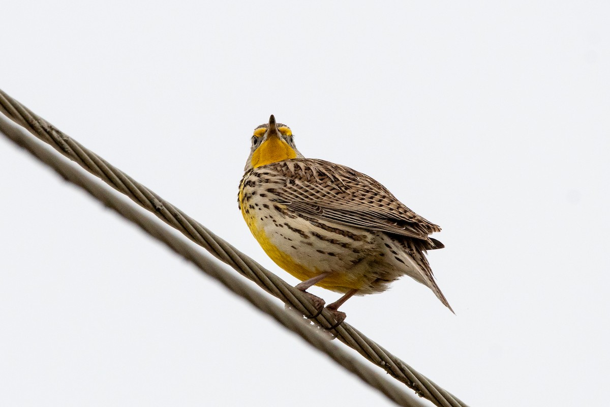 Western Meadowlark - ML635630424
