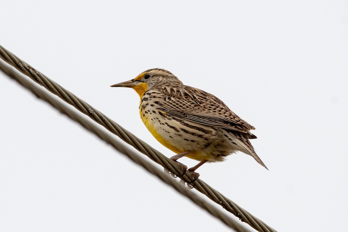 Western Meadowlark - ML635630425
