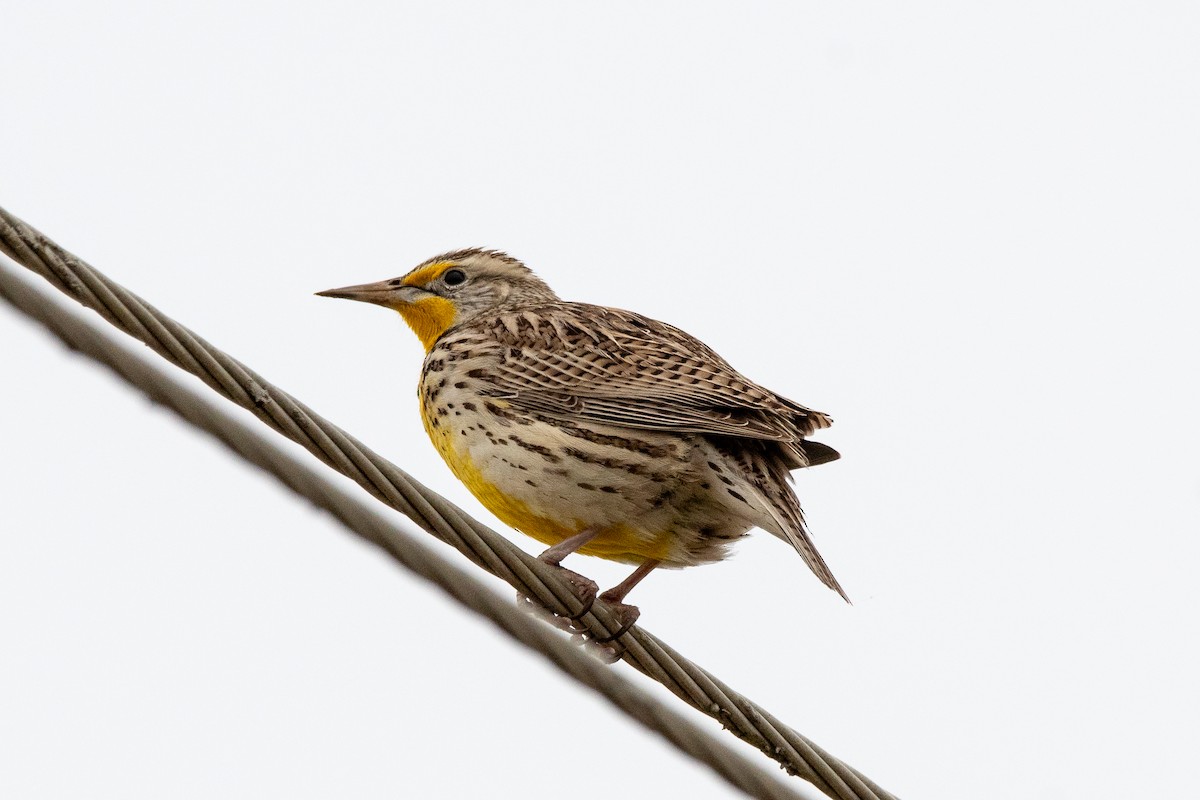 Western Meadowlark - ML635630426