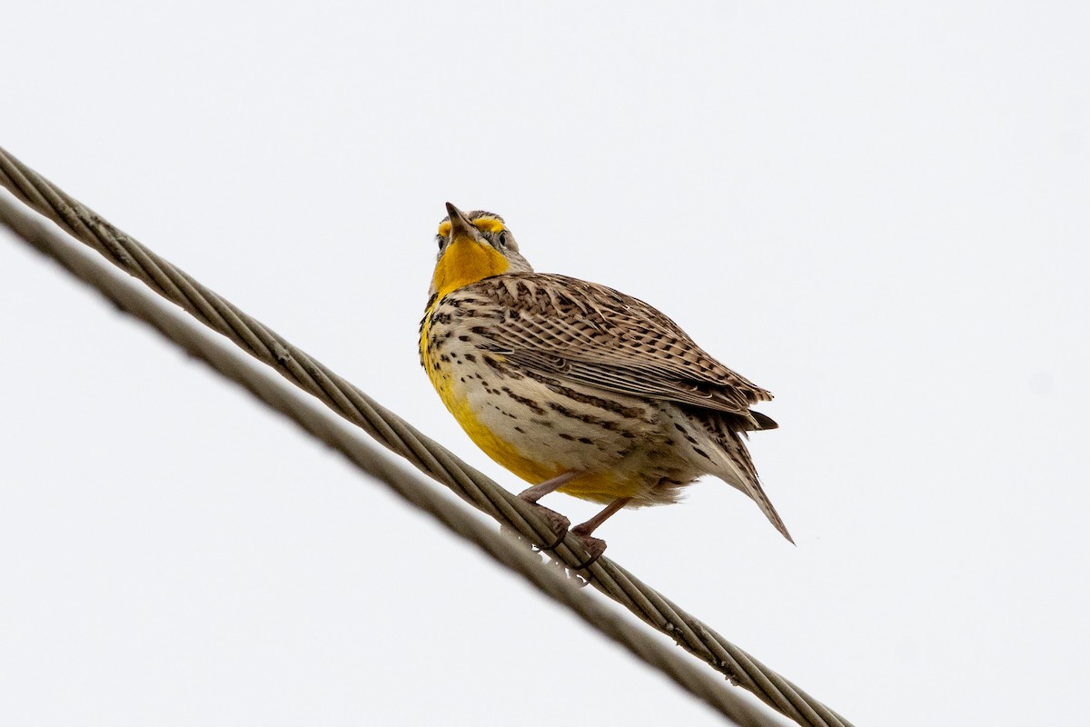 Western Meadowlark - ML635630427