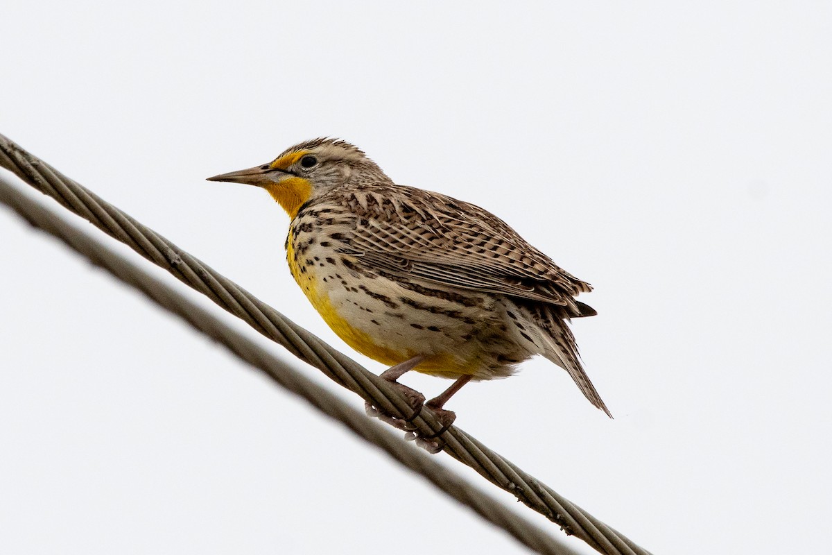 Western Meadowlark - ML635630428