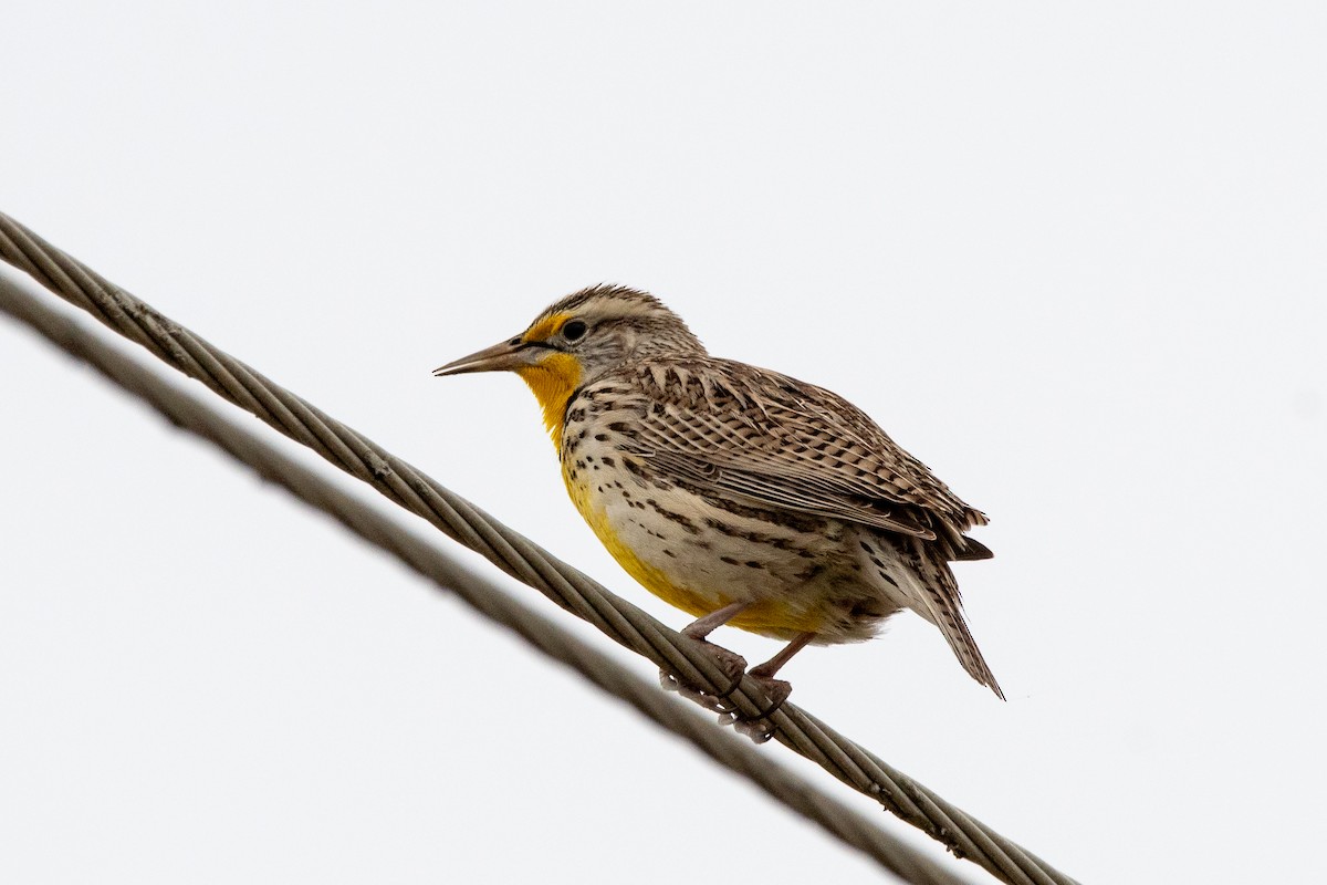 Western Meadowlark - ML635630429