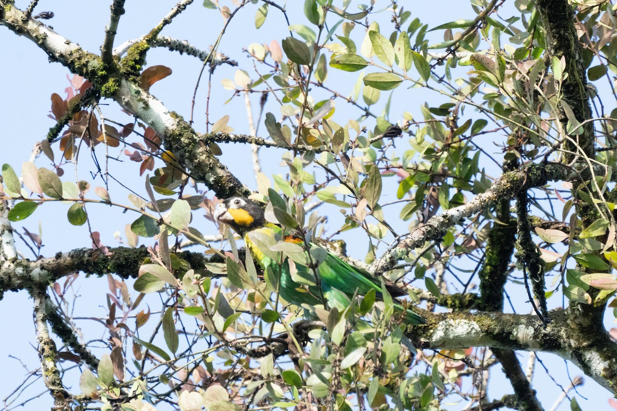 Orange-cheeked Parrot - ML635630562