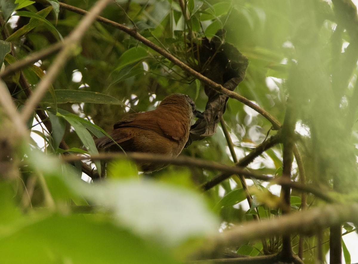 Plain-tailed Wren - ML635630608