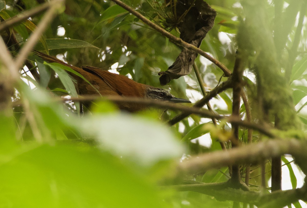 Plain-tailed Wren - ML635630609