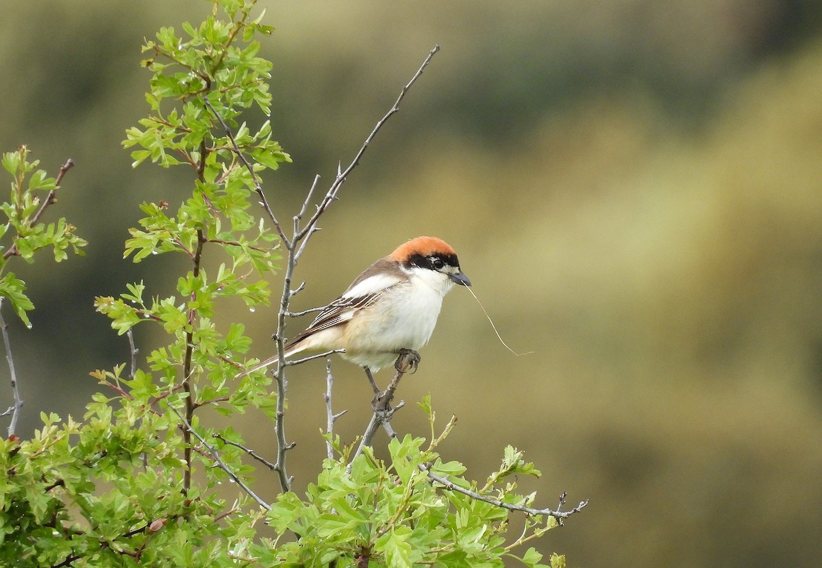 Woodchat Shrike - ML635630610