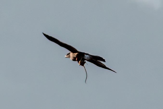 Gundlach's Hawk - ML635630683