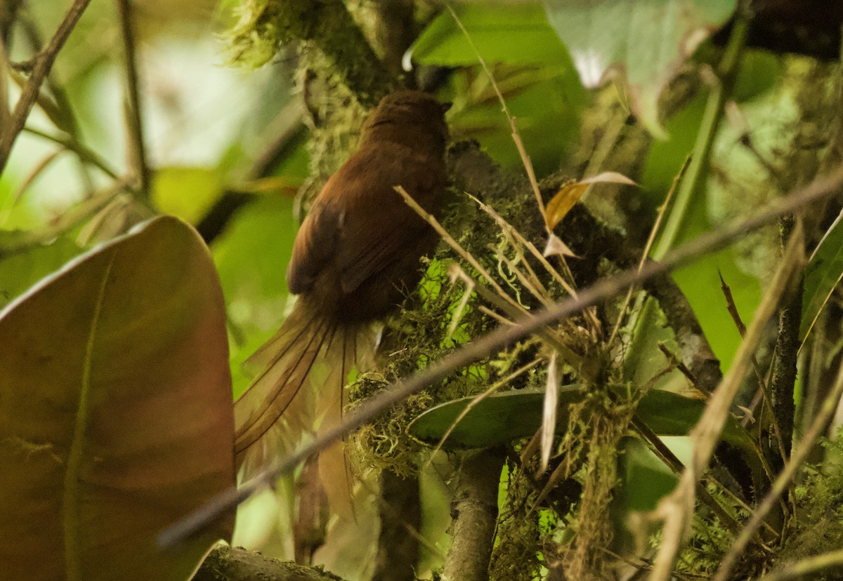 Rufous Spinetail - ML635630684