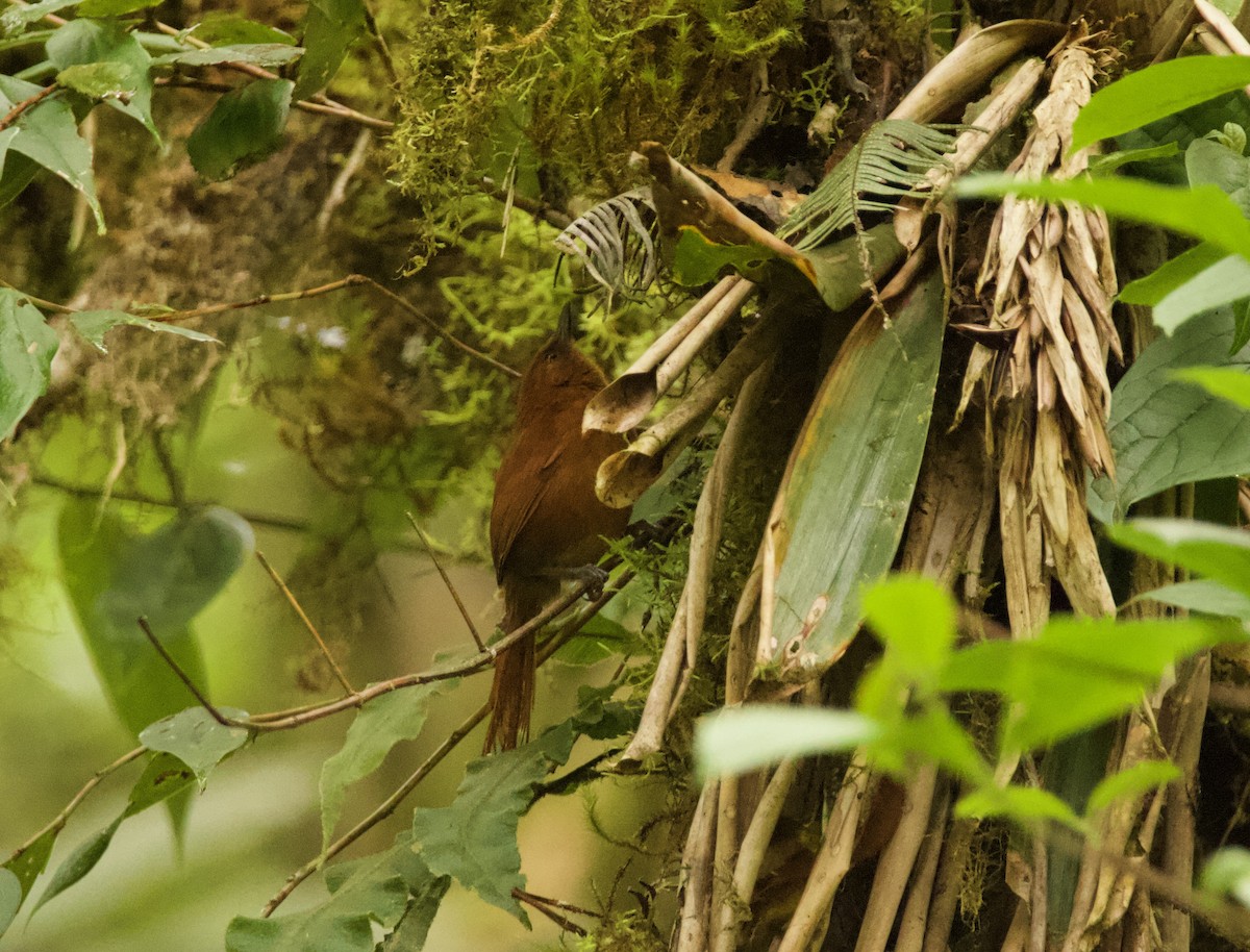 Rufous Spinetail - ML635630686