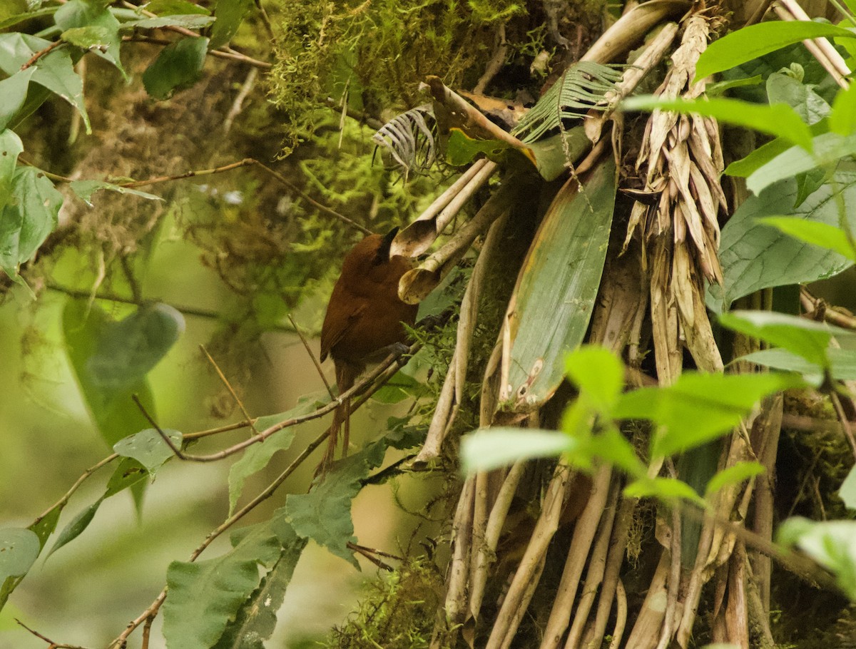 Rufous Spinetail - ML635630687