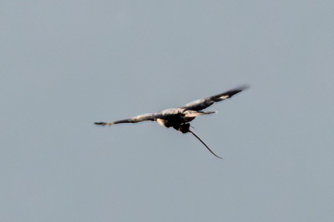 Gundlach's Hawk - ML635630710
