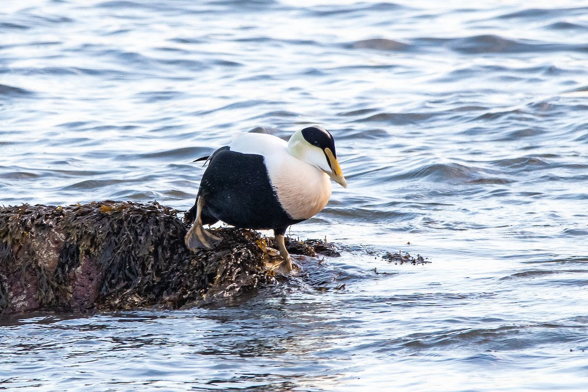 ærfugl - ML635630733