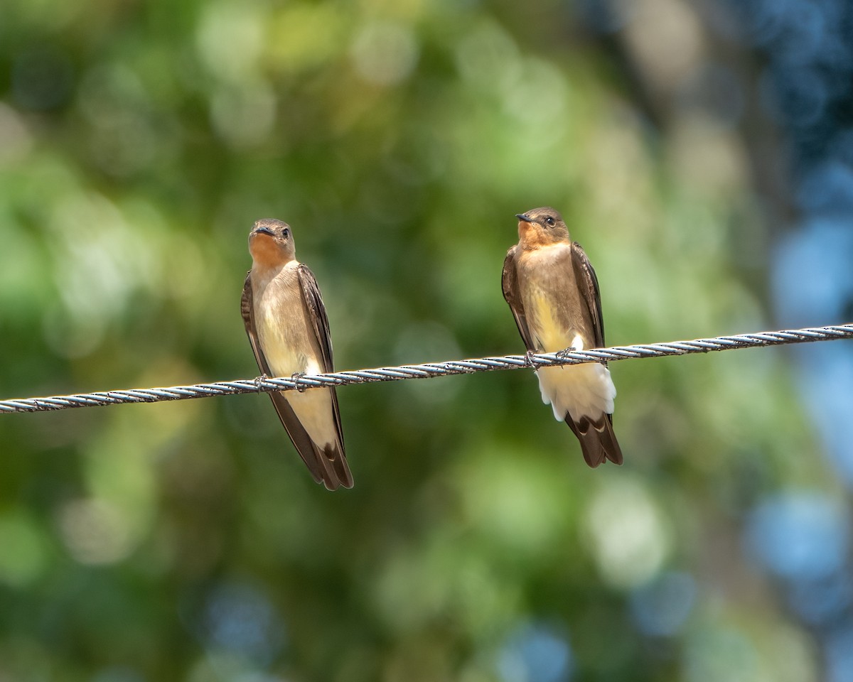 Southern Rough-winged Swallow - ML635630741