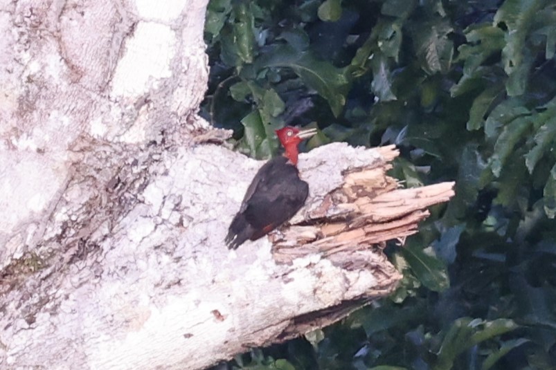 Red-necked Woodpecker - ML635630793