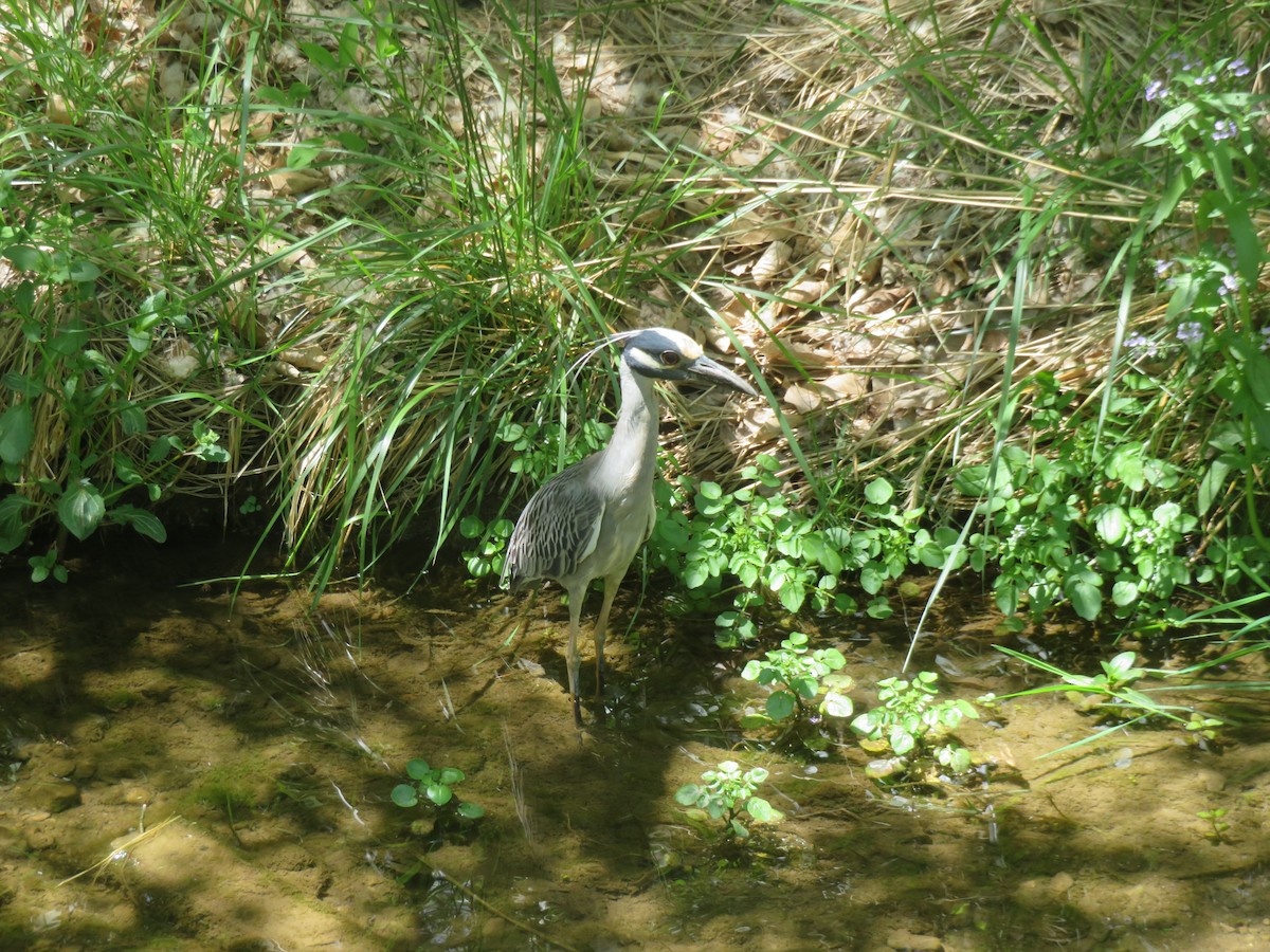 Yellow-crowned Night Heron - ML635630834