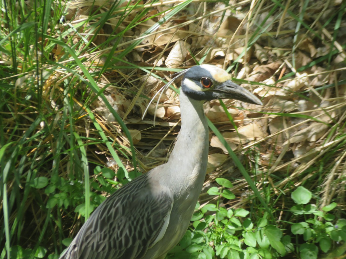 Yellow-crowned Night Heron - ML635630856