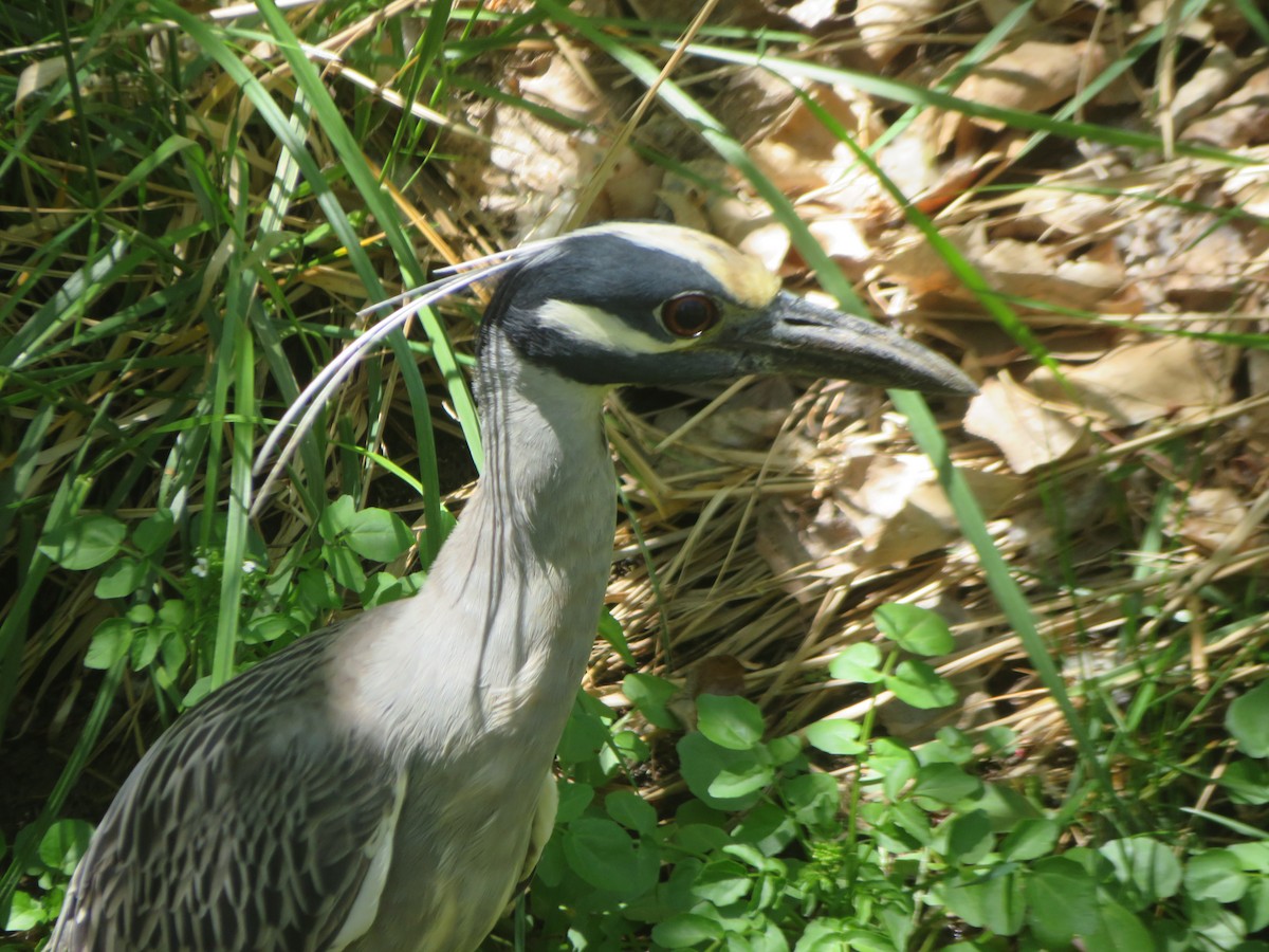 Yellow-crowned Night Heron - ML635630907