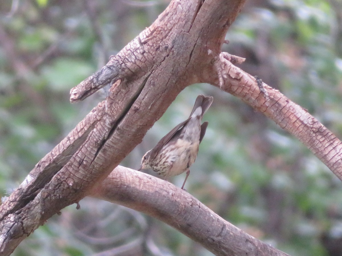 Northern Waterthrush - ML635630923