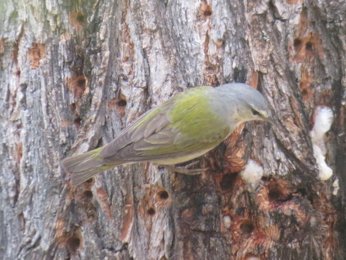 Tennessee Warbler - ML635630940