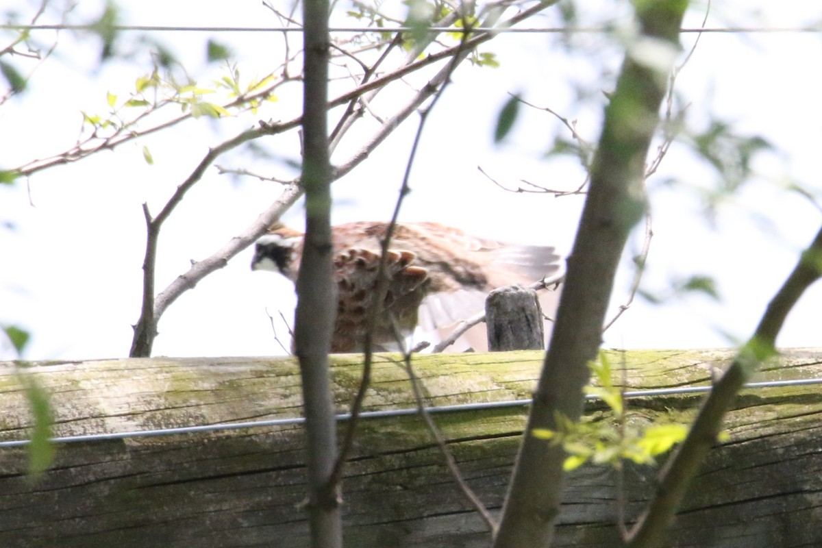 Northern Bobwhite - ML635631207