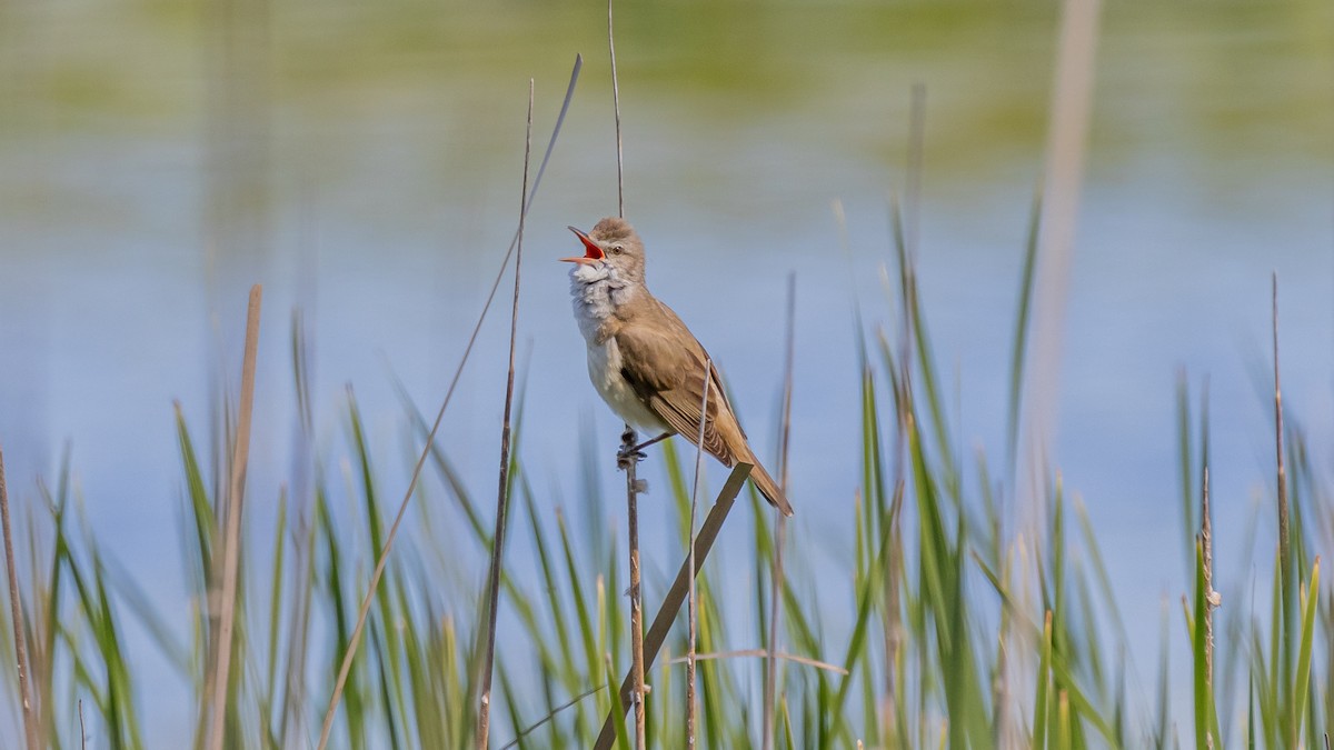 Great Reed Warbler - ML635631222