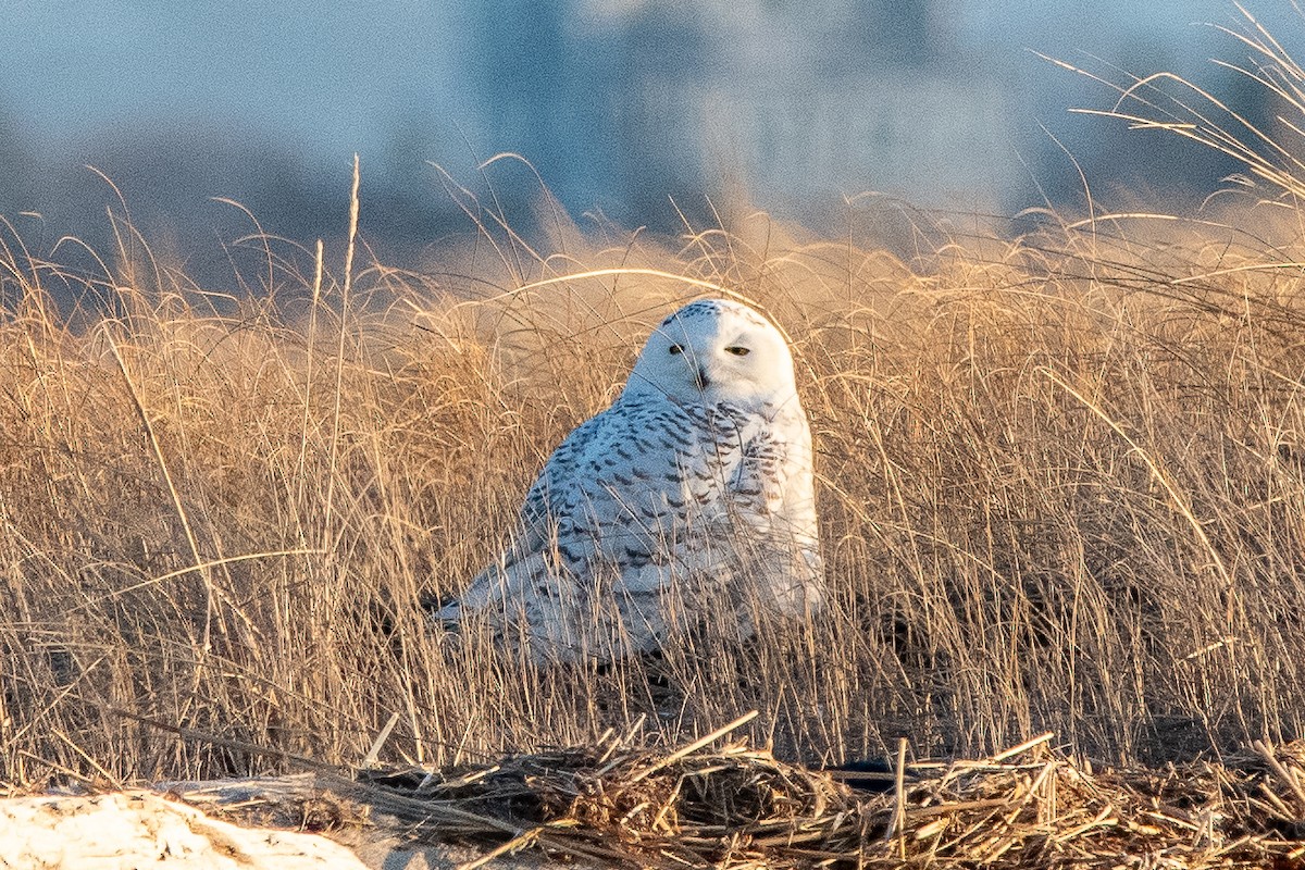 Snowy Owl - ML635631223