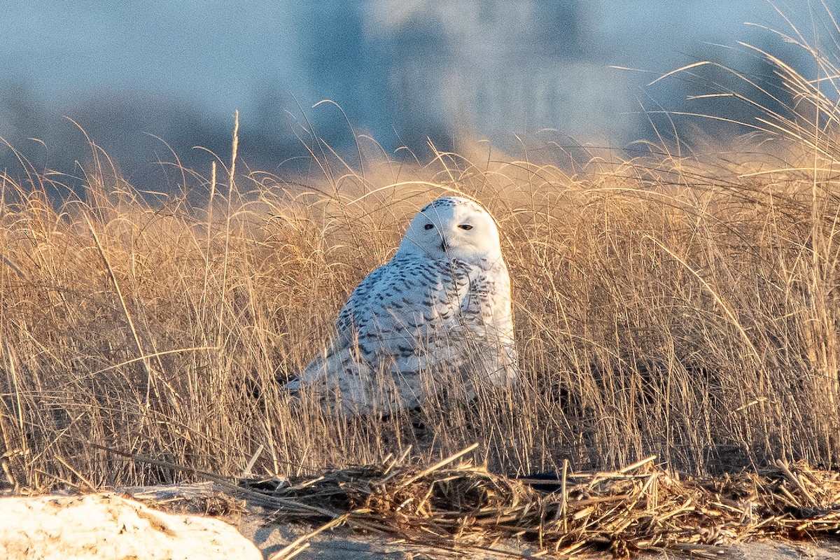 Snowy Owl - ML635631224