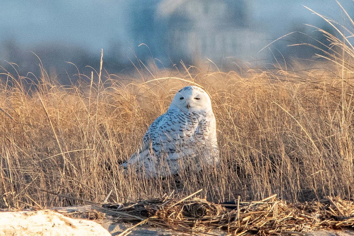 Snowy Owl - ML635631225
