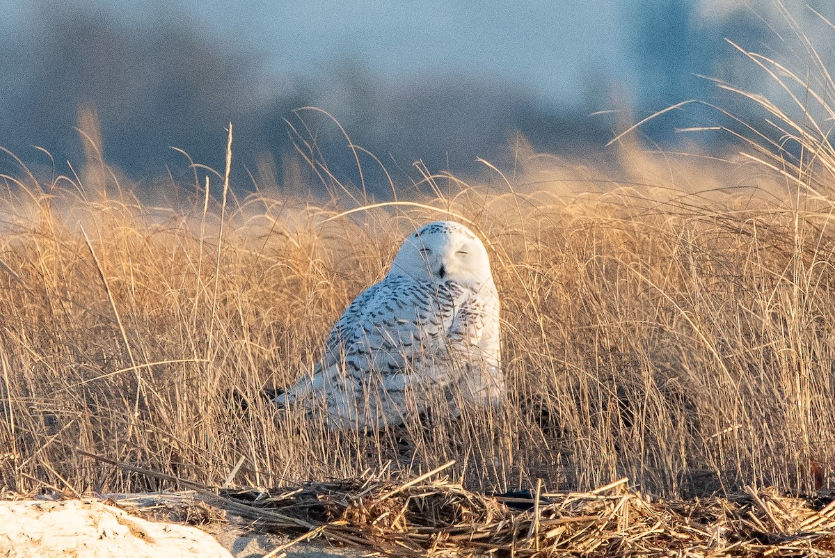 Snowy Owl - ML635631226