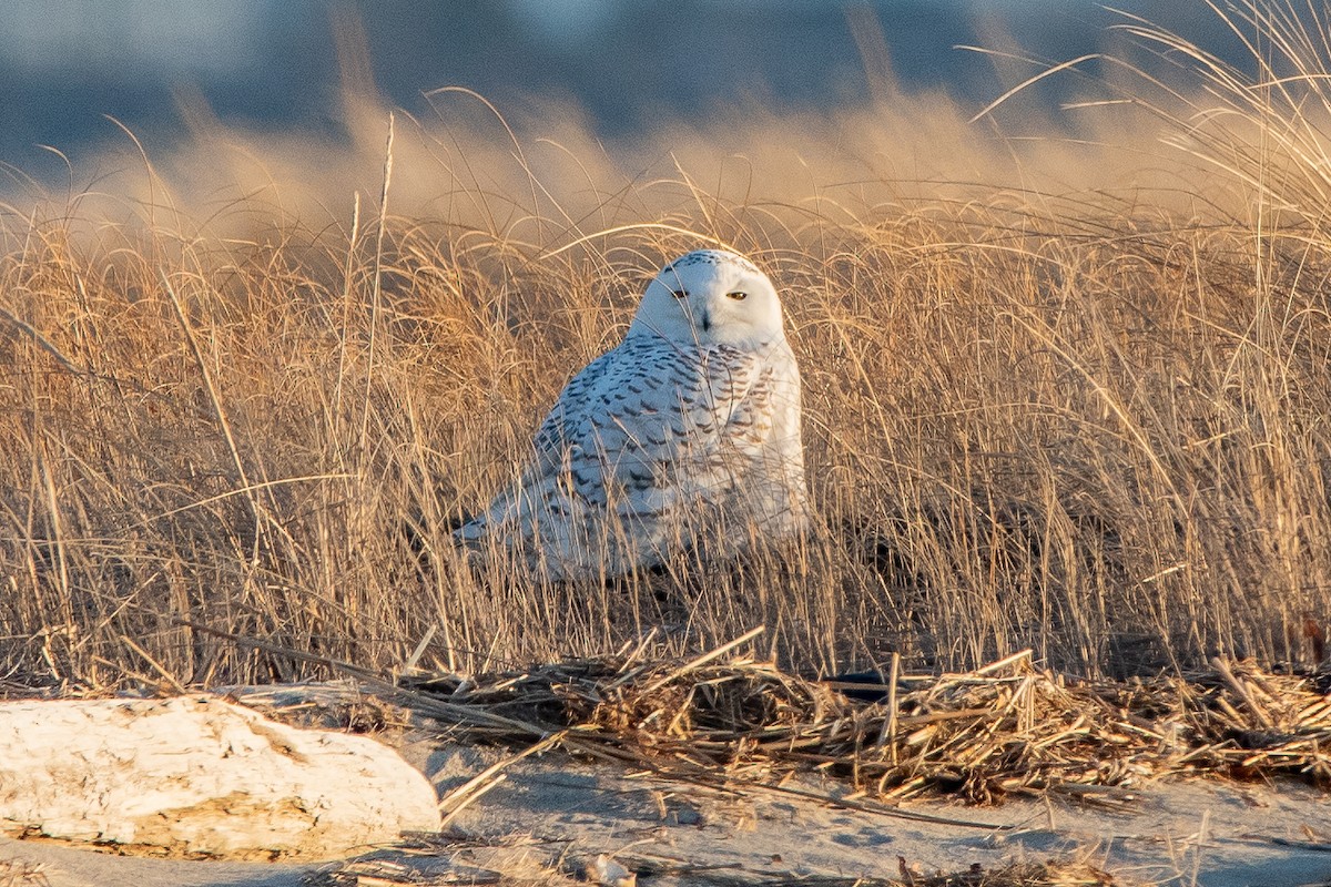 Snowy Owl - ML635631227