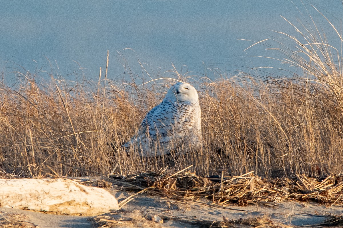 Snowy Owl - ML635631228