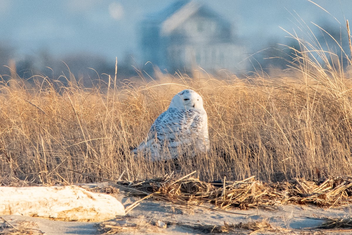 Snowy Owl - ML635631230