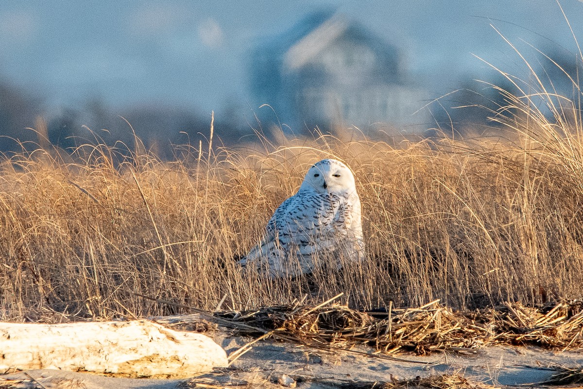 Snowy Owl - ML635631231