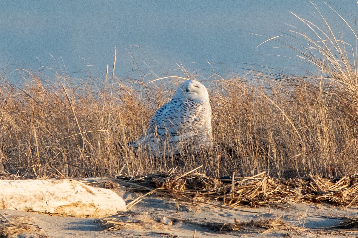 Snowy Owl - ML635631232