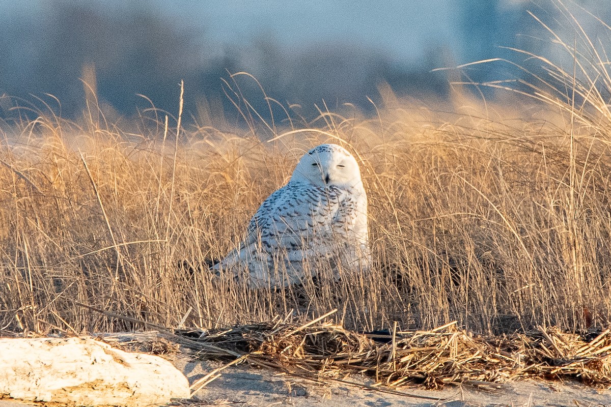 Snowy Owl - ML635631234