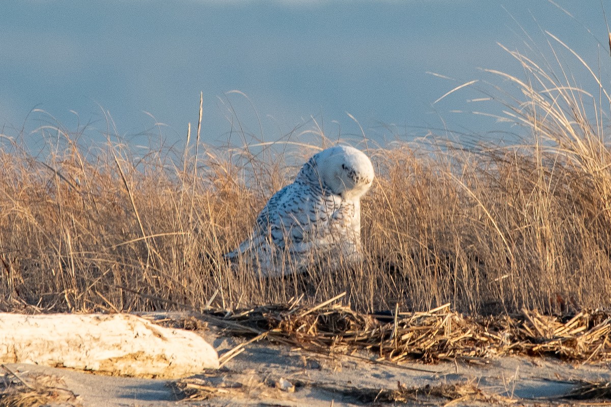 Snowy Owl - ML635631235