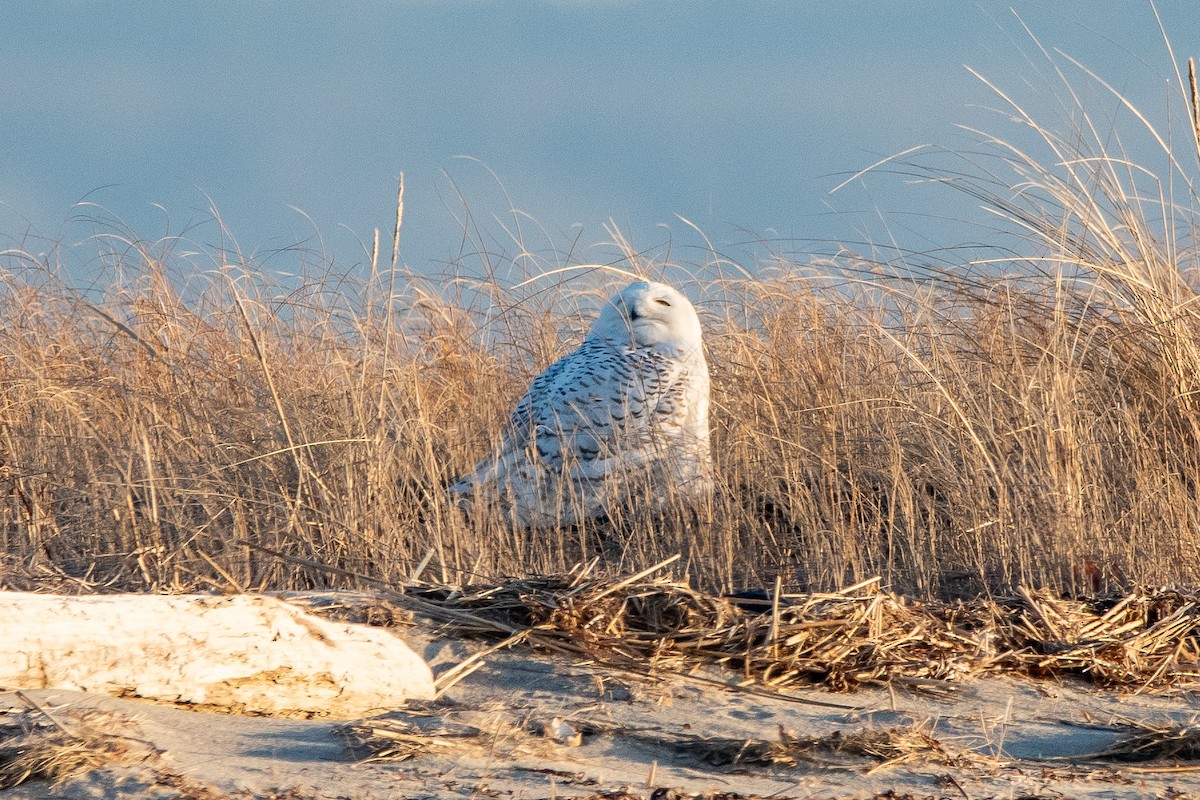 Snowy Owl - ML635631236