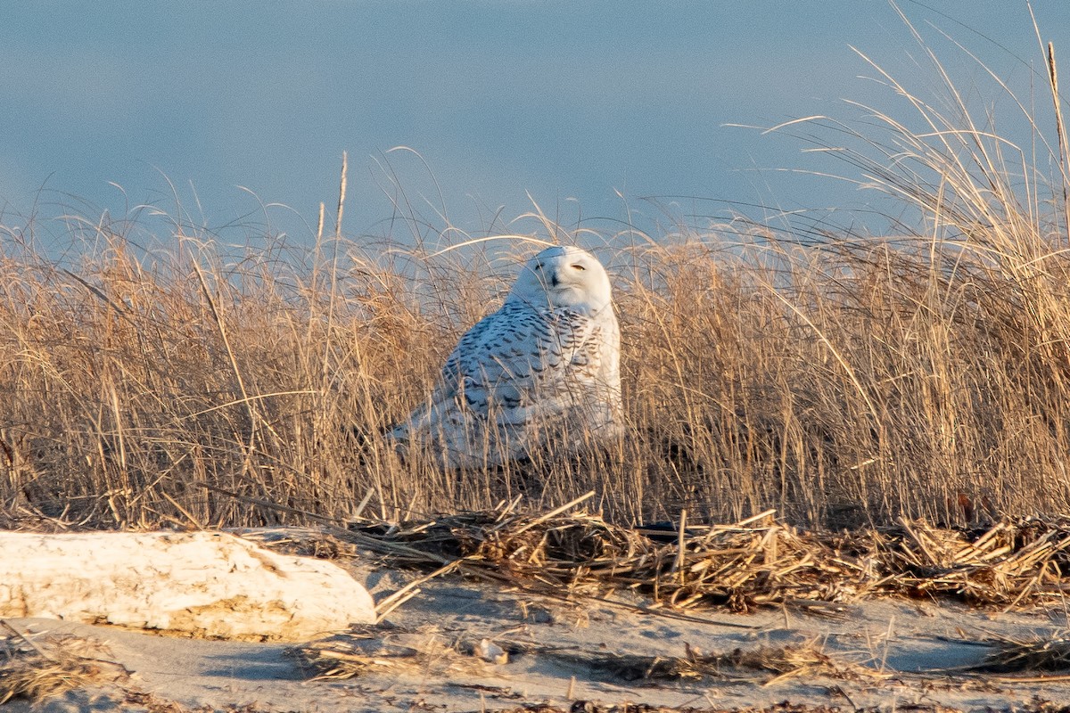 Snowy Owl - ML635631237