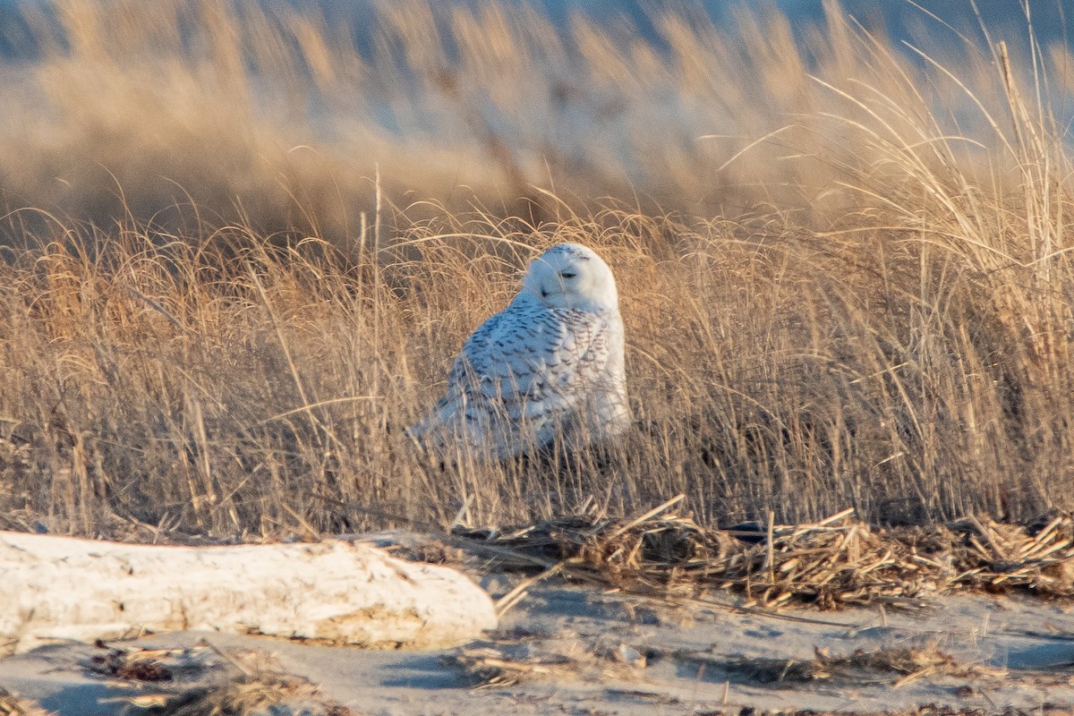Snowy Owl - ML635631239