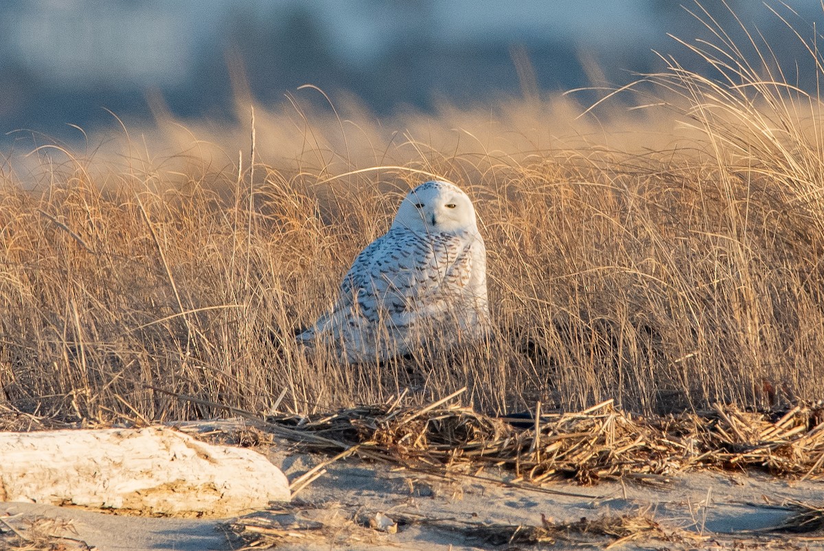 Snowy Owl - ML635631240
