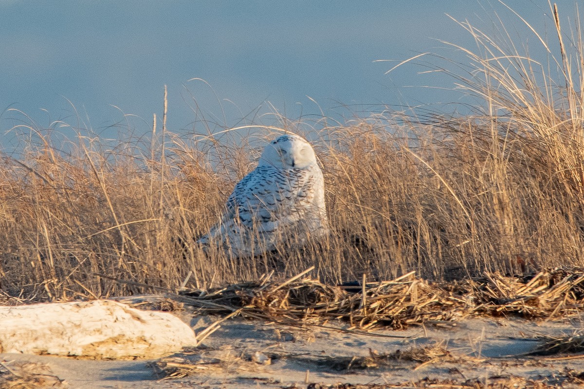Snowy Owl - ML635631241