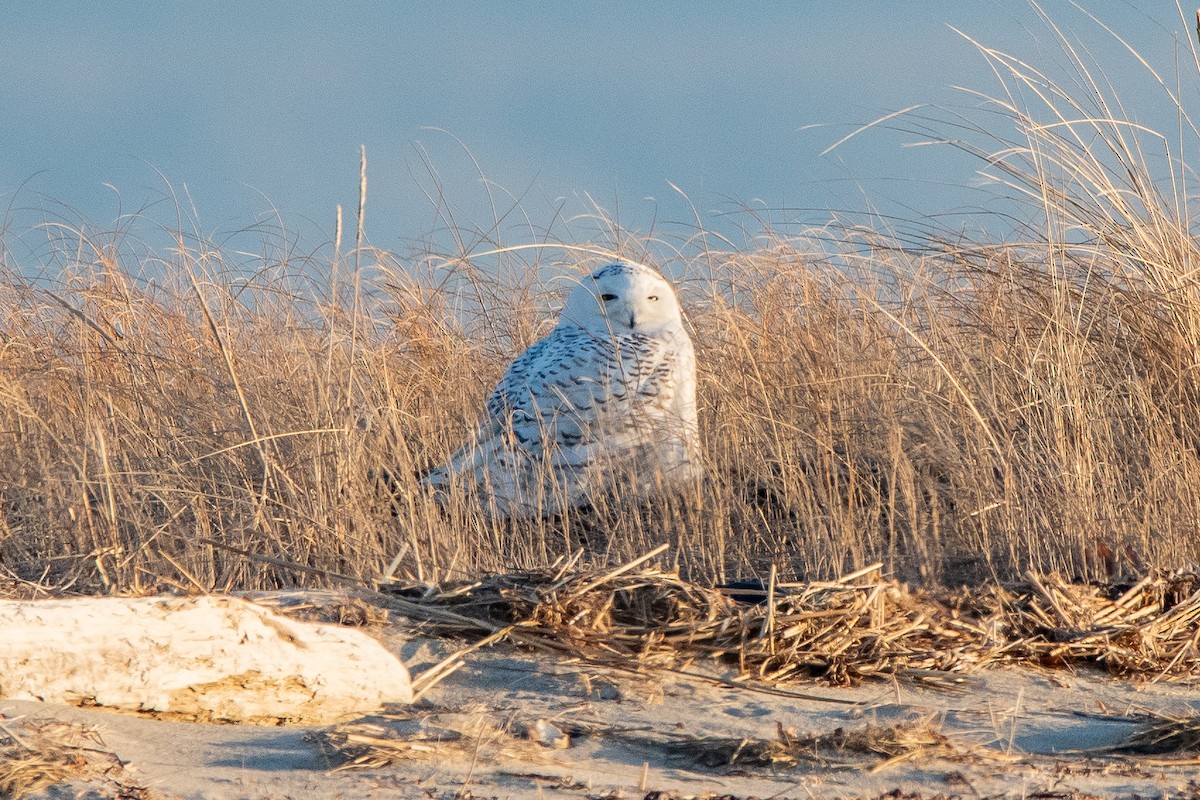 Snowy Owl - ML635631242