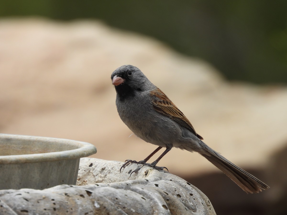 Black-chinned Sparrow - ML635631340