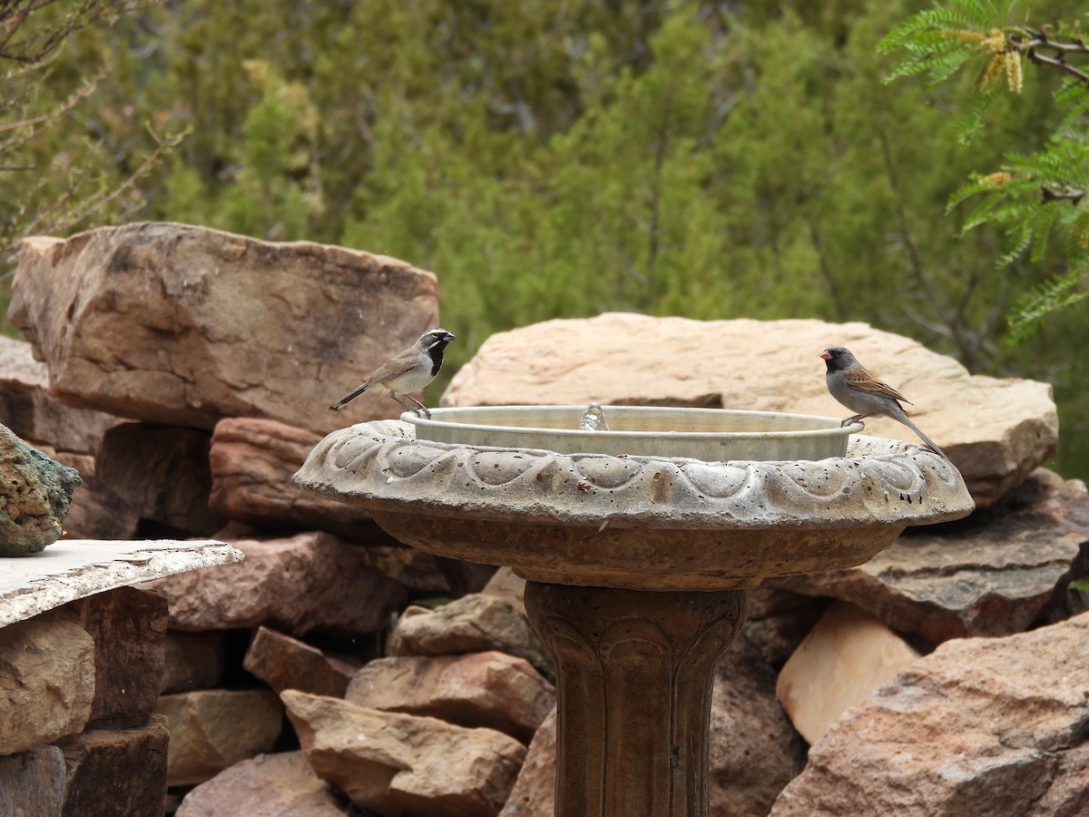 Black-chinned Sparrow - ML635631341